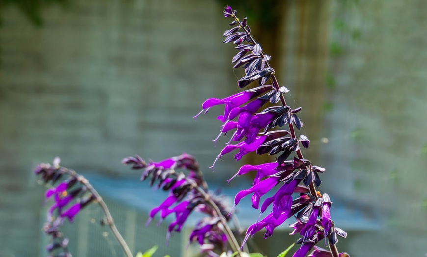 Image 3: One or Three Salvia 'Amistad' Plants