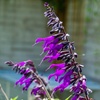Image 3: One or Three Salvia 'Amistad' Plants