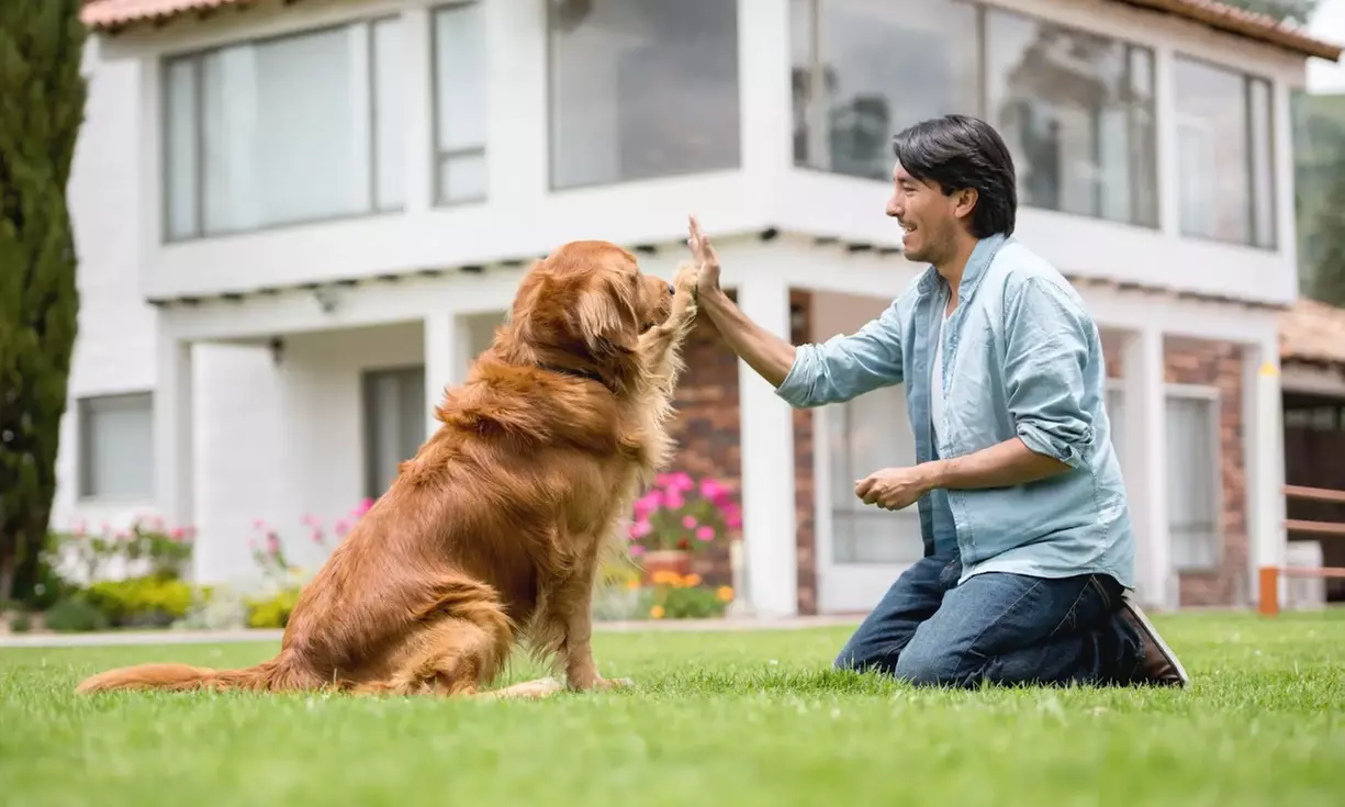 Master Pet Nutrition, First Aid, or Care of Senior Pet Courses Online