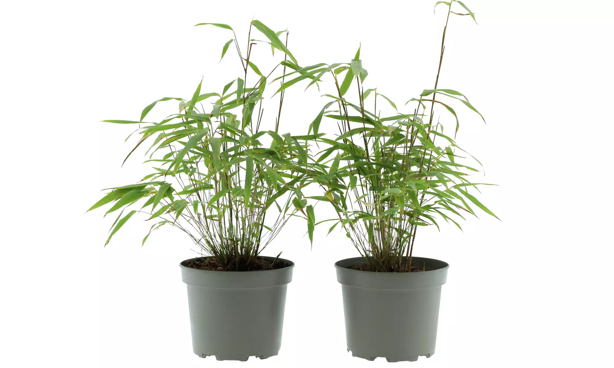 3x - 6x GARDENZO Bambus Asian Wonder, Rufa oder Red Dragon