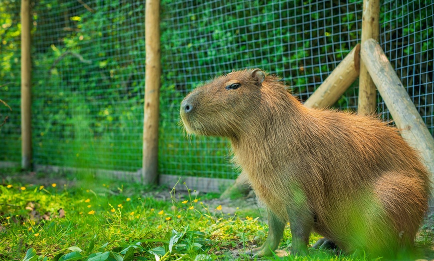 Image 5: Wildlife & Meadow Park Fun – Tickets for 2, 3, 4 or 6