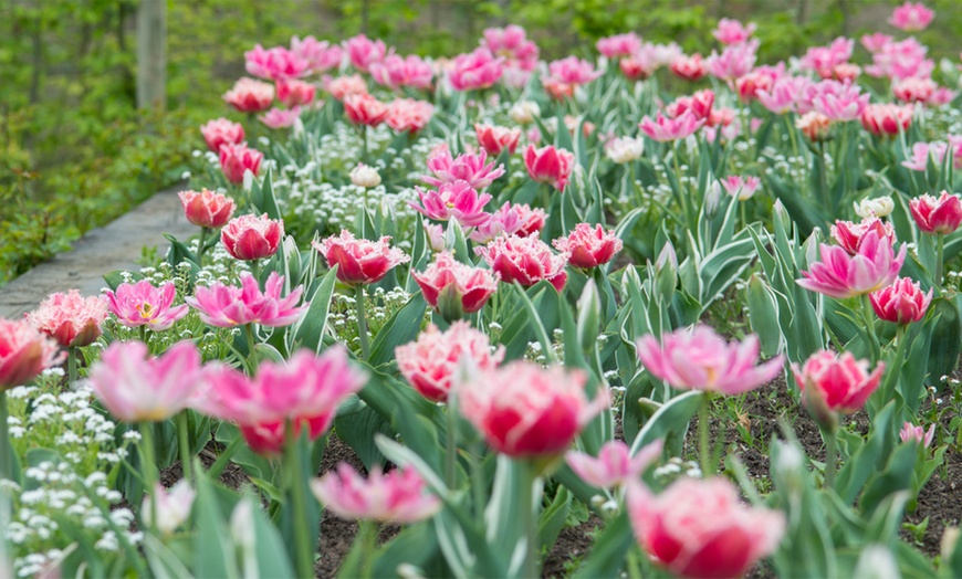 Image 2: Bulbes de tulipe double frangée "Queensland"