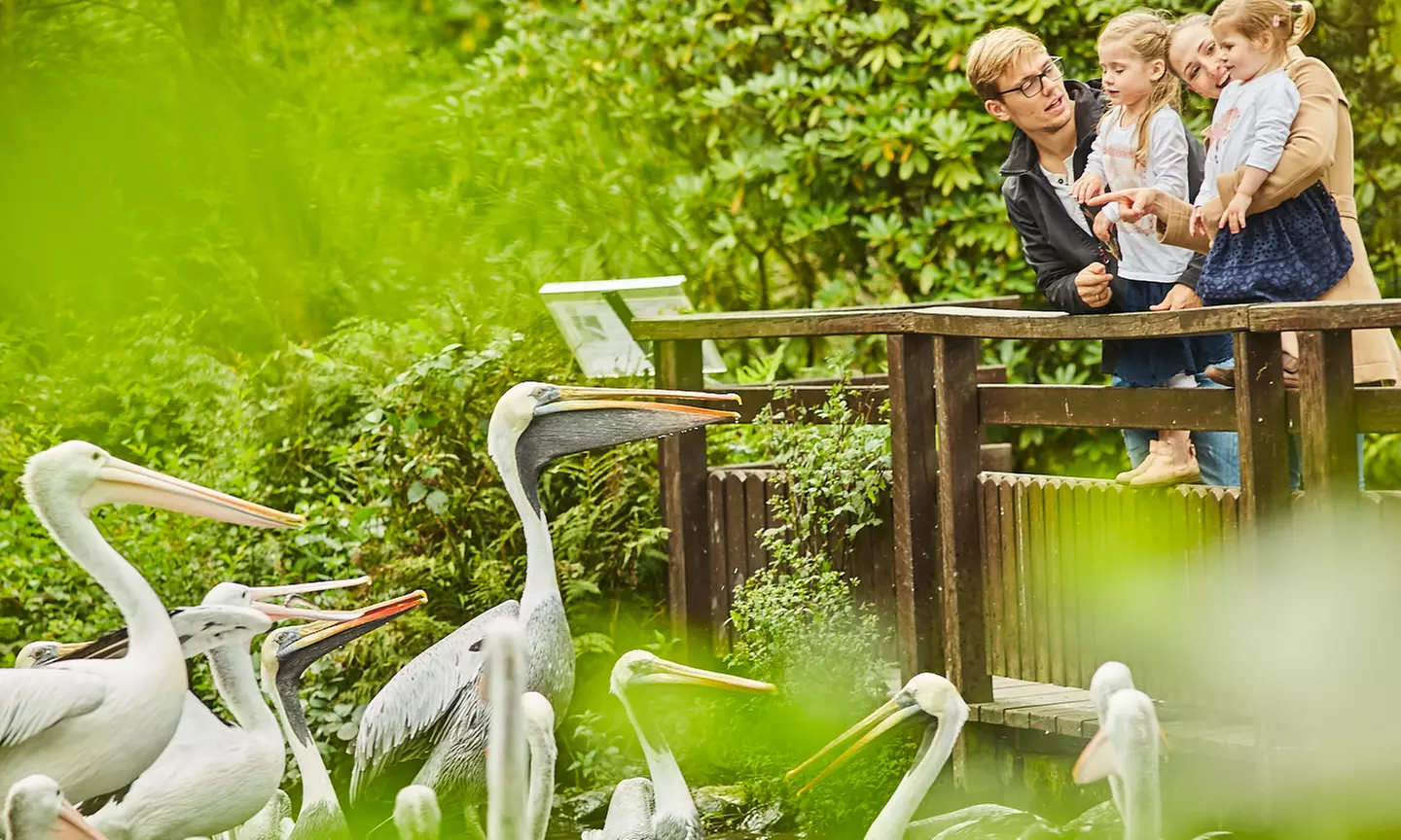 Saisonkarte Gold Weltvogelpark Walsrode