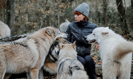 Pour 1 adulte : immersion totale dans le parc pendant une heure - Wolfdog Paradise