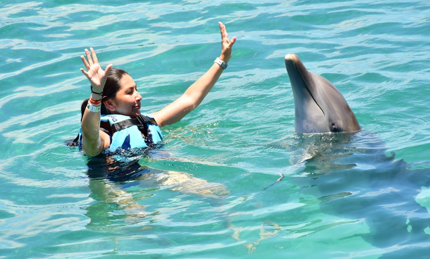 Image 4: Up to 42% Off Dolphin Experiences at Dolphin Discovery