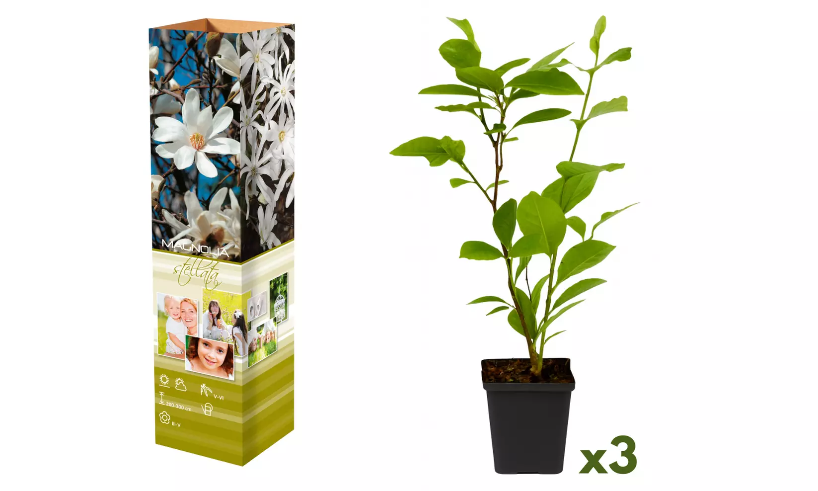 3x oder 6x Magnolien