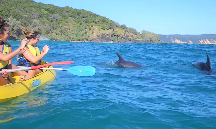 Dolphin-View Kayak Tour or Private Day Tour to Double Island Point