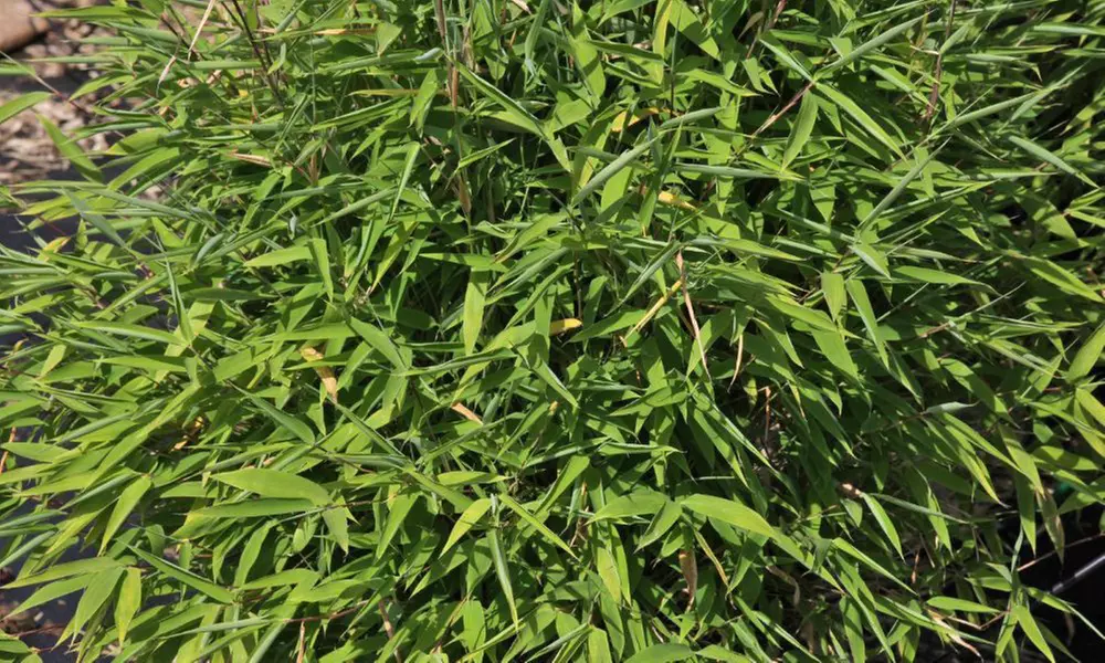 Bamboo Fargesia Murieliae - 1 or 2 Potted Plants - Primary Image