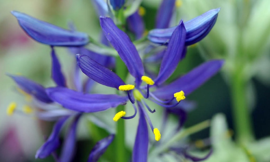 Image 5: Camassia Quamash Bulbs – 50 or 100 Blue Star Spring Flowers 