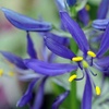 Image 5: Camassia Quamash Bulbs – 50 or 100 Blue Star Spring Flowers 
