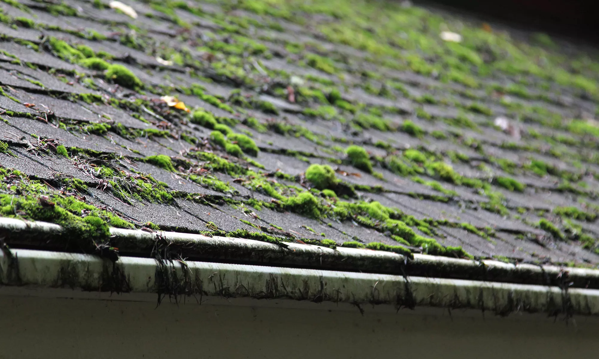 Moss Removal for Home Up to 1,500, 2,000, or 2,500 Sq. Ft from Roof Cleaning Victoria (Up to 34% Off) - Primary Image