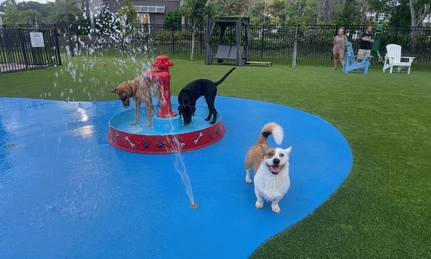 Image 3: One, Three or Five Days of Dog Daycare