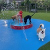 Image 3: One, Three or Five Days of Dog Daycare