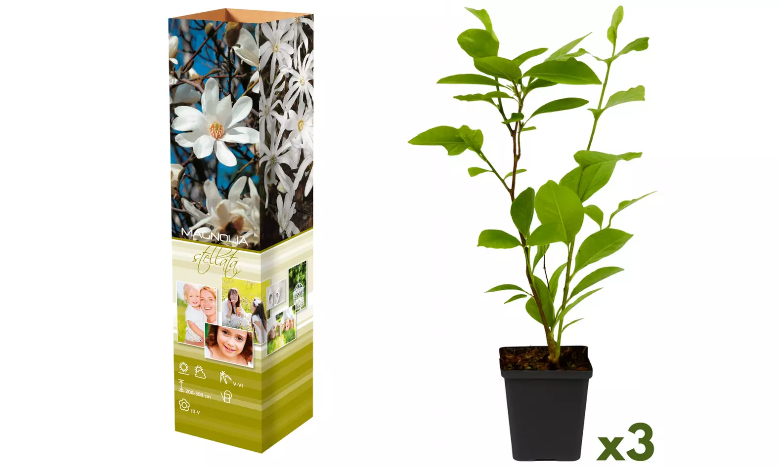 3 of 6 Magnolia planten