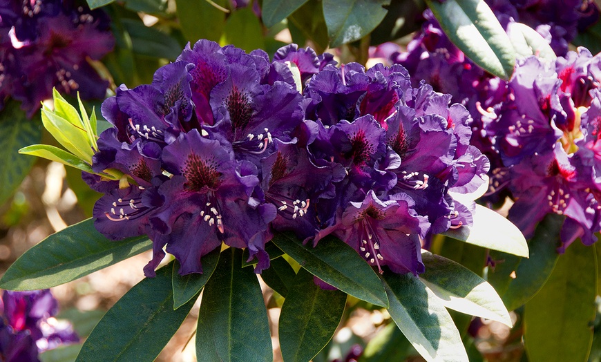 Image 2: Rhododendron Polarnacht Plant