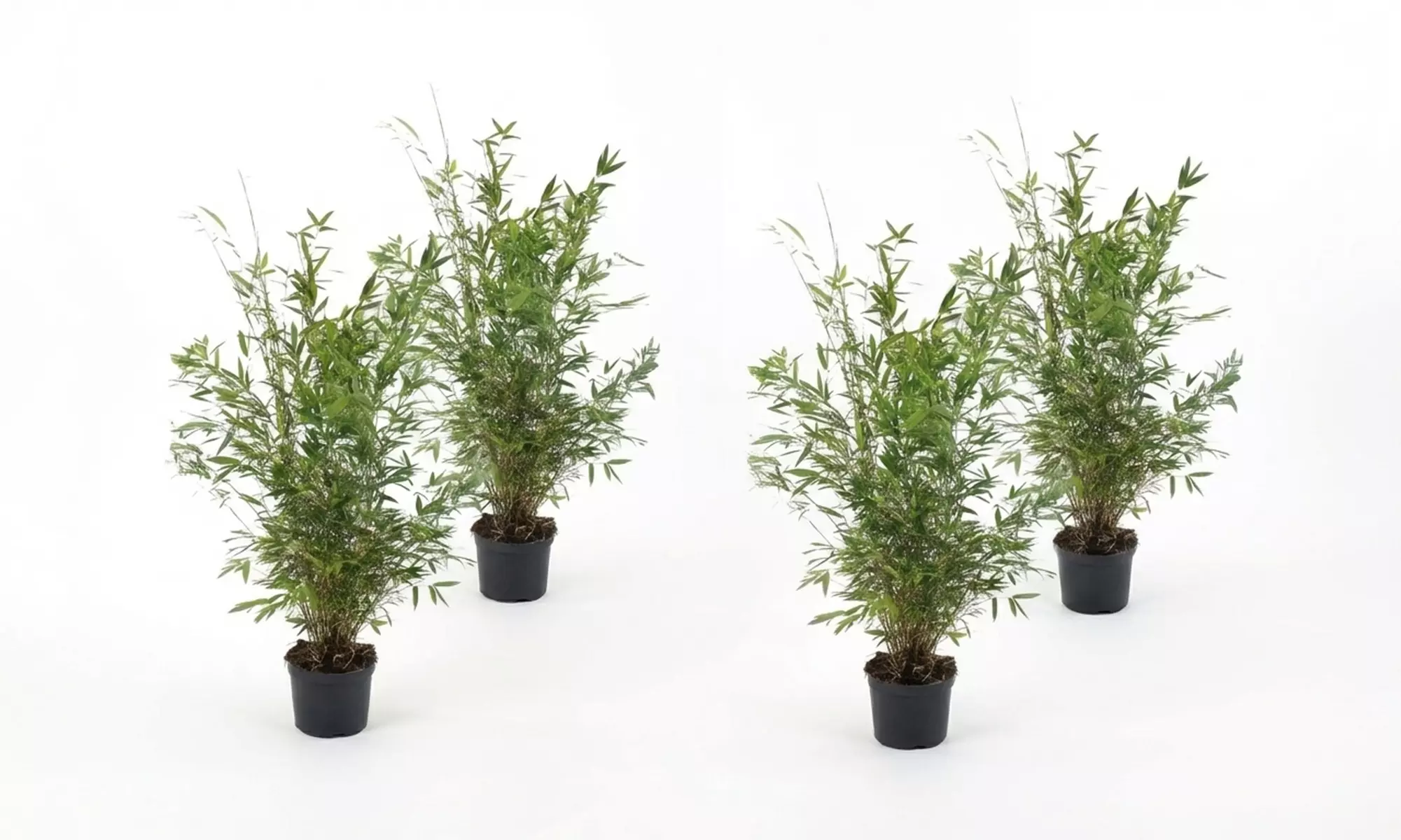 1 o 2 piante Fargesia 'Red Dragon'