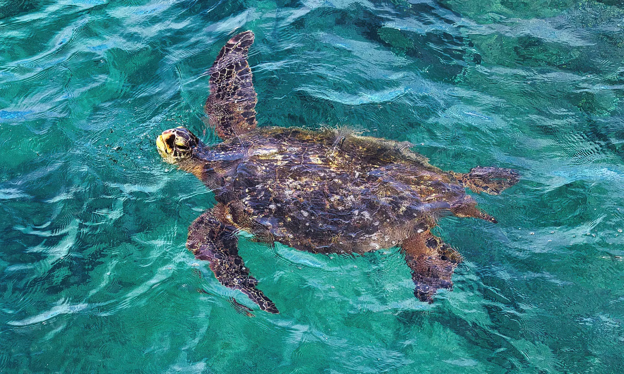 Two-Hour Paddleboard Adventures Await — Choose Your Perfect Time Slot!