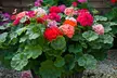 30 or 60 Geranium ‘Jackpot’ Summer Colour Collections - Image 6