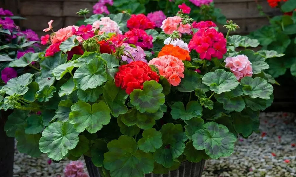 30 or 60 Geranium ‘Jackpot’ Summer Colour Collections