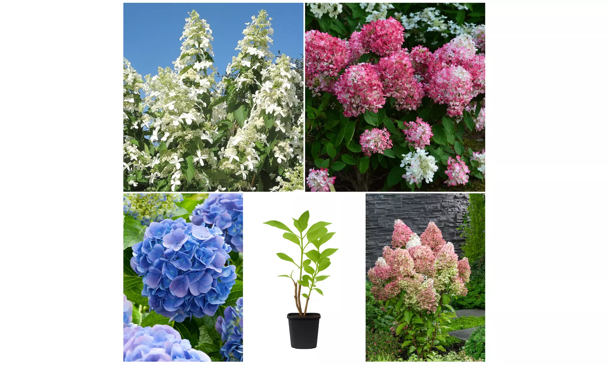 Set van 4 of 8 XXL hortensia planten