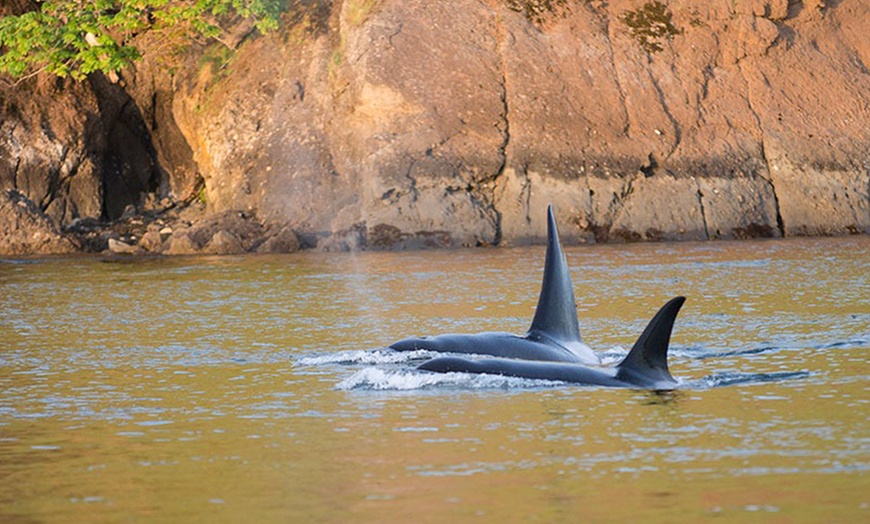 Image 5: Explore San Juan Island on a Half Day or Full Day Kayak Tour
