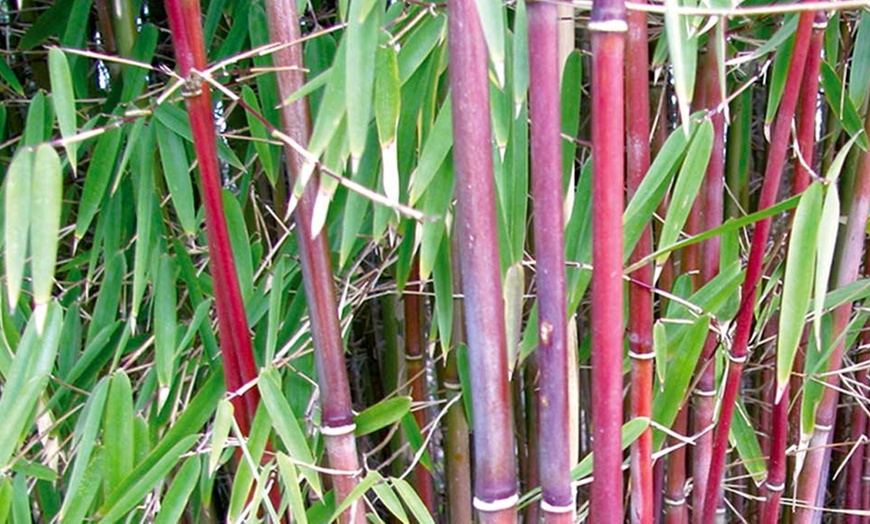 Image 3: Chinese Wonder Red Bamboo