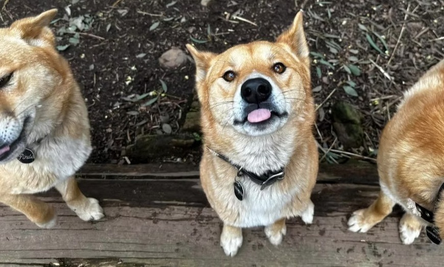 Image 3: Admission to Australian Wildlife for Child, Adult, Senior or Family