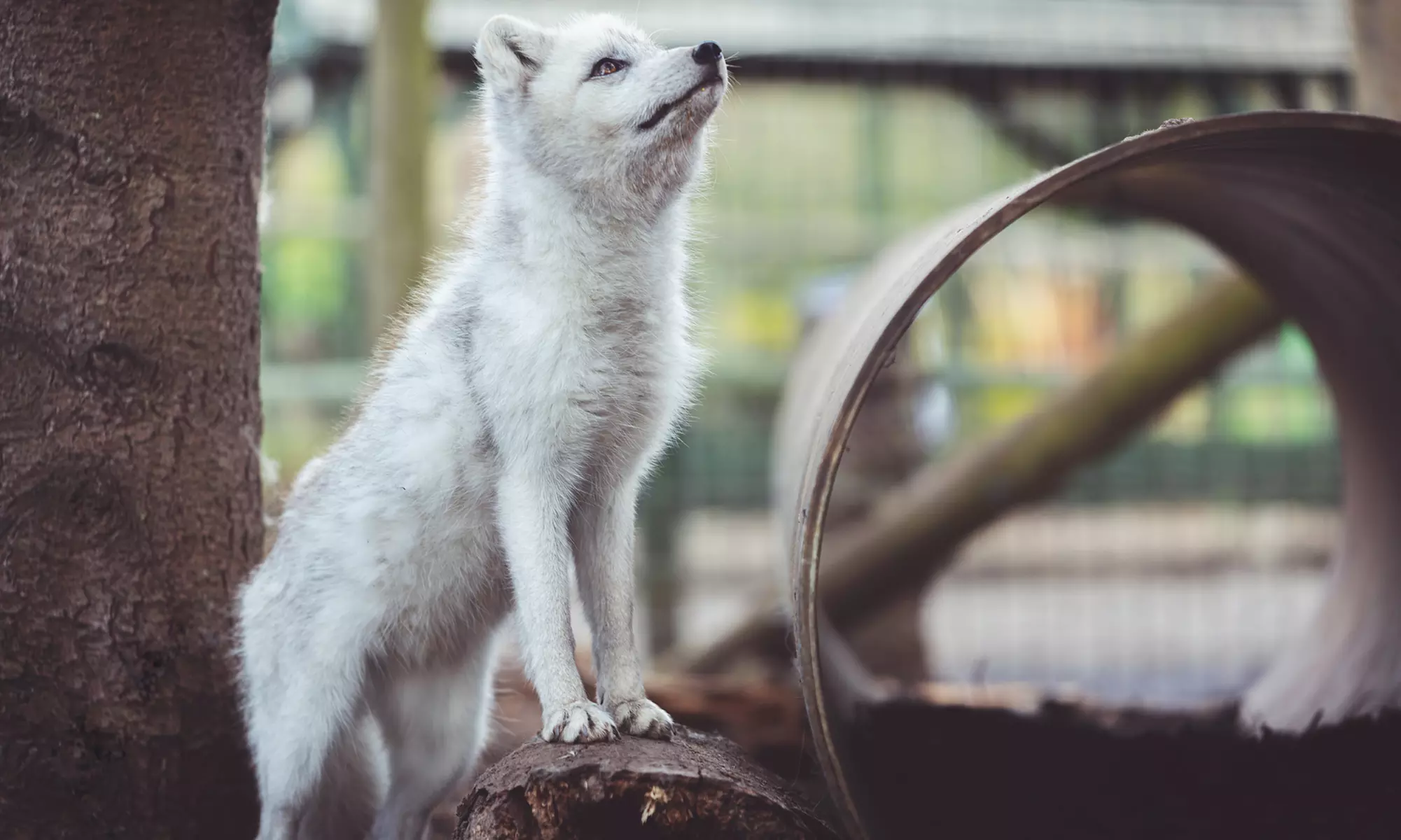 Enjoy Weekday, or Weekend Entry at Hoo Zoo and Dinosaur World