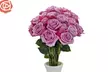 24ct Lavender & Magenta Bi-Color Valentine's Rose Bouquets from Rose Farmers Farm Fresh Roses (Up to 59% Off) - Second Medium