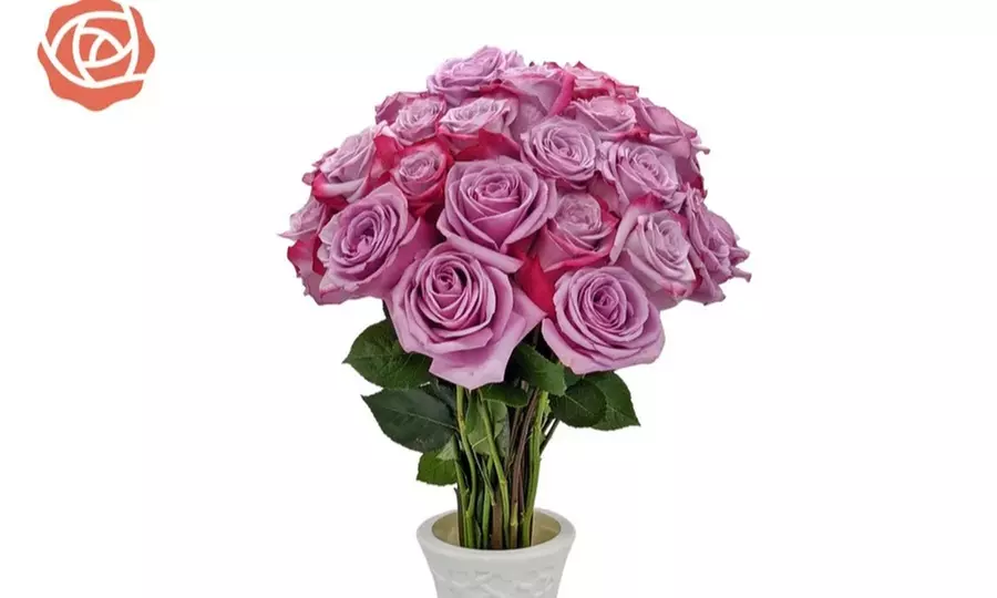 24ct Lavender & Magenta Bi-Color Valentine's Rose Bouquets - Rose Farmers
