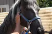 60-Minute Horseback Trail Ride for One, Two, or Four People (Monday-Thursday or Anyday) (Up to 20% Off) - Second Medium