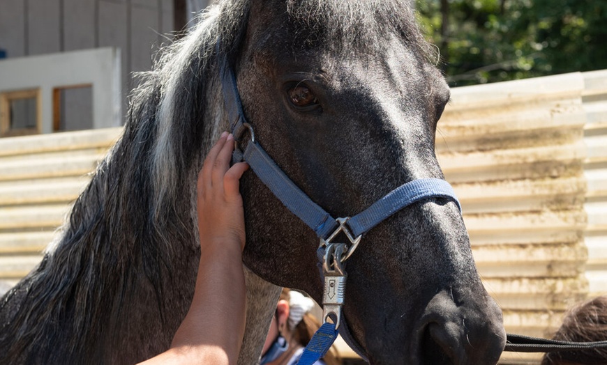 Image 3: 60-Minute Horseback Trail Ride for One, Two, or Four People