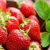Image 3: Strawberry All Season Collection - 20 or 40 Plants