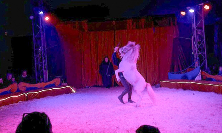 Image 3: Dancing with Horses 2025: ticket voor 23 of 24 augustus in Wassenaar