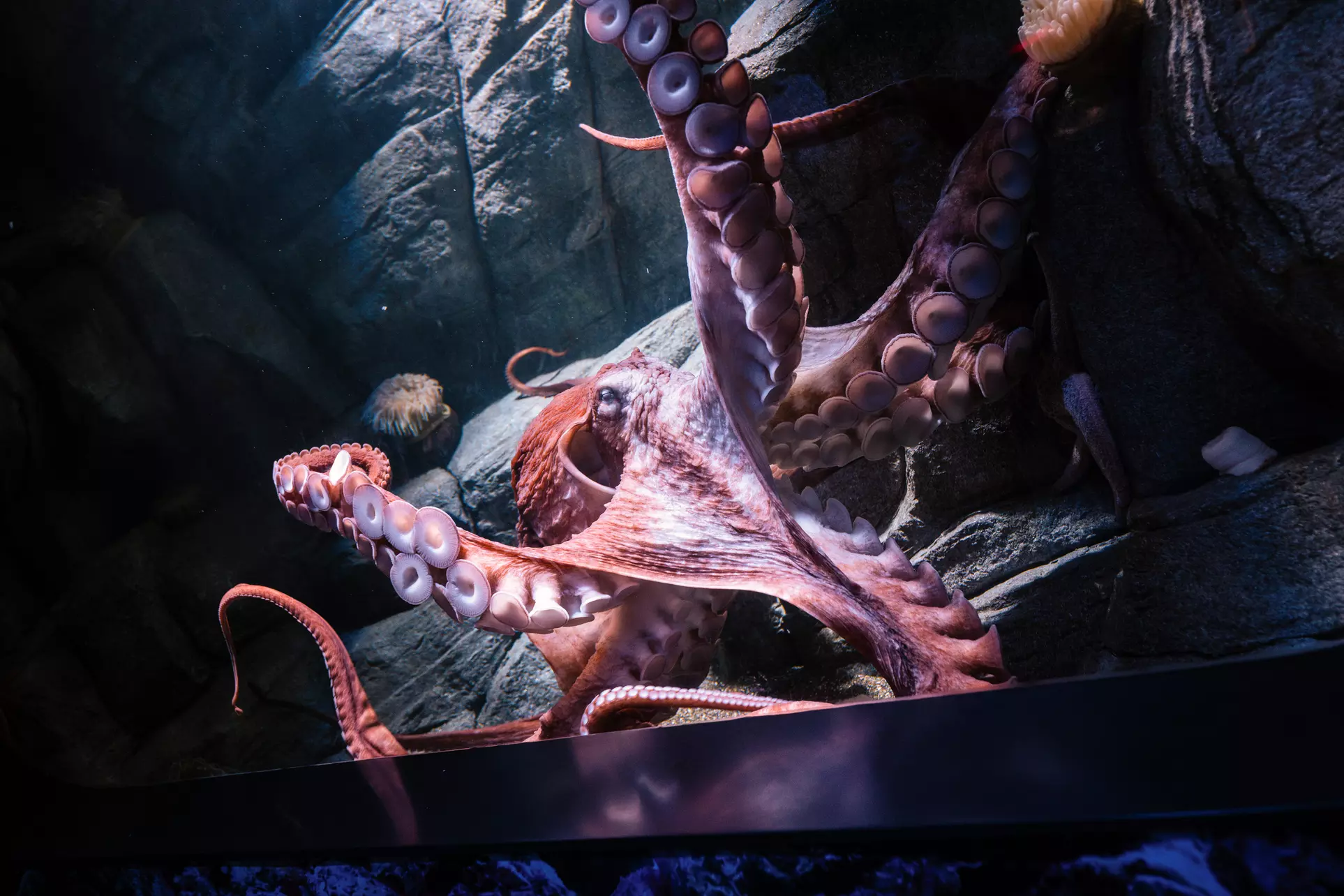 Immerse in a Seas 'n' Greetings Winter Wonderland at Birch Aquarium at Scripps (Save up to 31%)