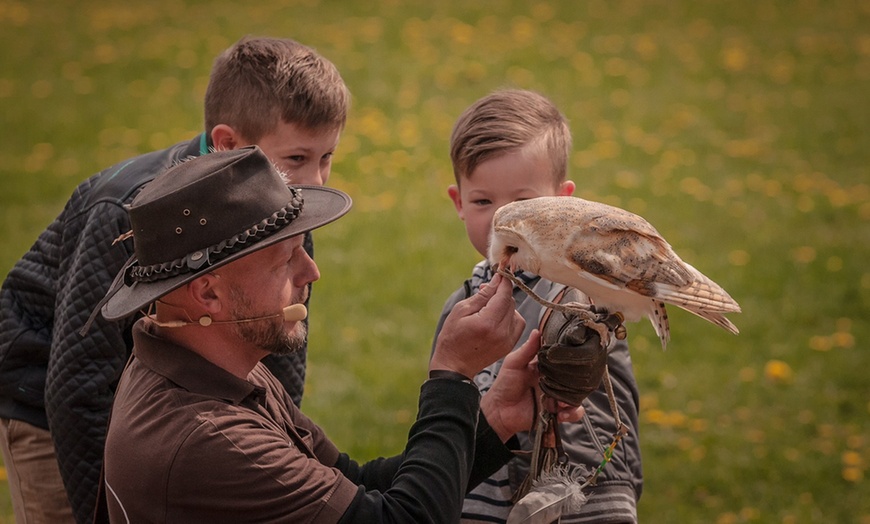 Image 4: Falknerei-Erlebnis mit Flug-Show