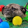 Image 1: Dog Swim Sessions or Deluxe Grooming Packages for All Breeds