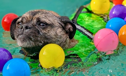 1 x 30 minute Dog Fun Swim Session - Pawsome Dogs