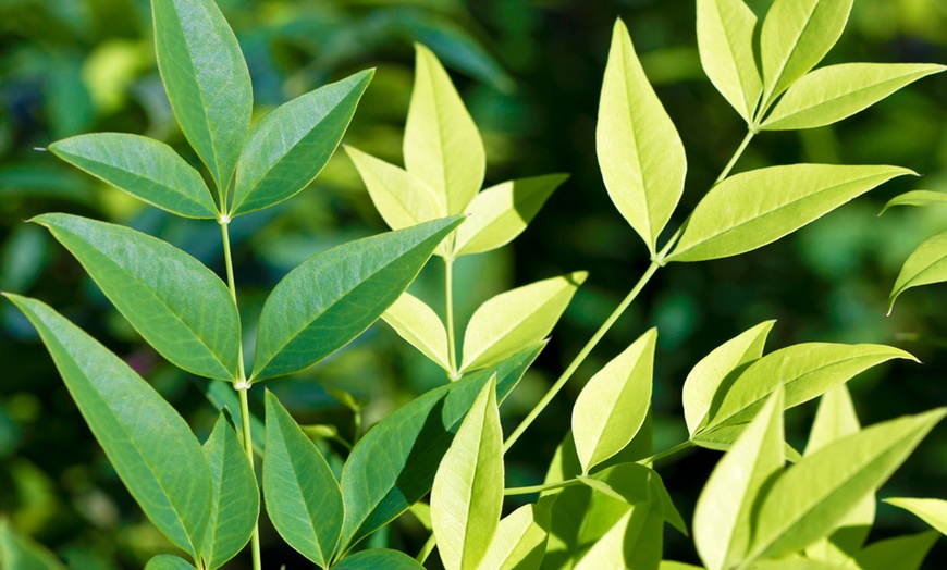 Image 1: Nandina Lemon and Lime Plant in 17cm Pot