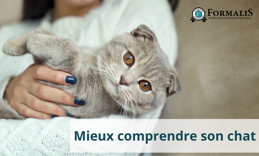 Image 1: Formation "Mieux comprendre son chat" : Éduquez avec bienveillance