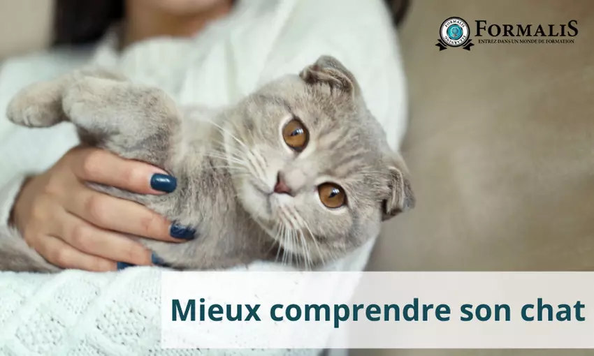 Formation Mieux comprendre son chat: Éduquez avec bienveillance pour une cohabitation harmonieuse(61% de remise) - Primary Image