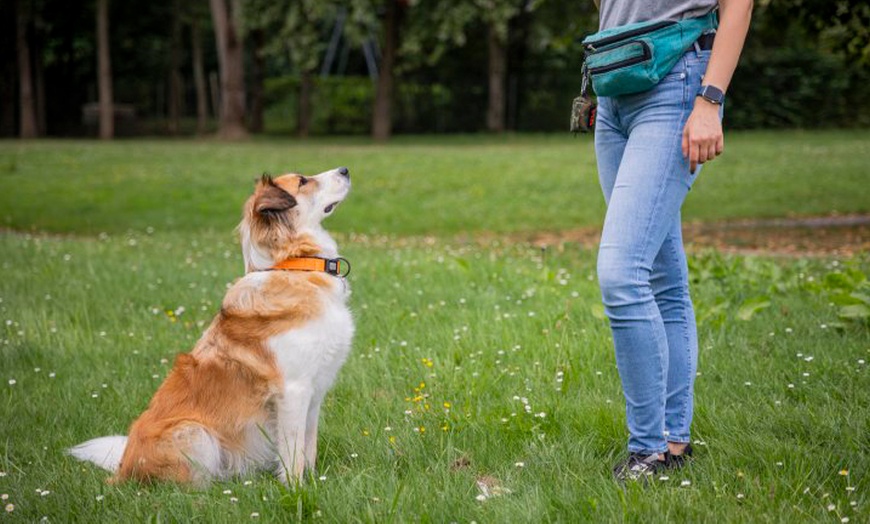 Image 4: Online-Hundetraining oder Beratung vor der Anschaffung eines Hundes 