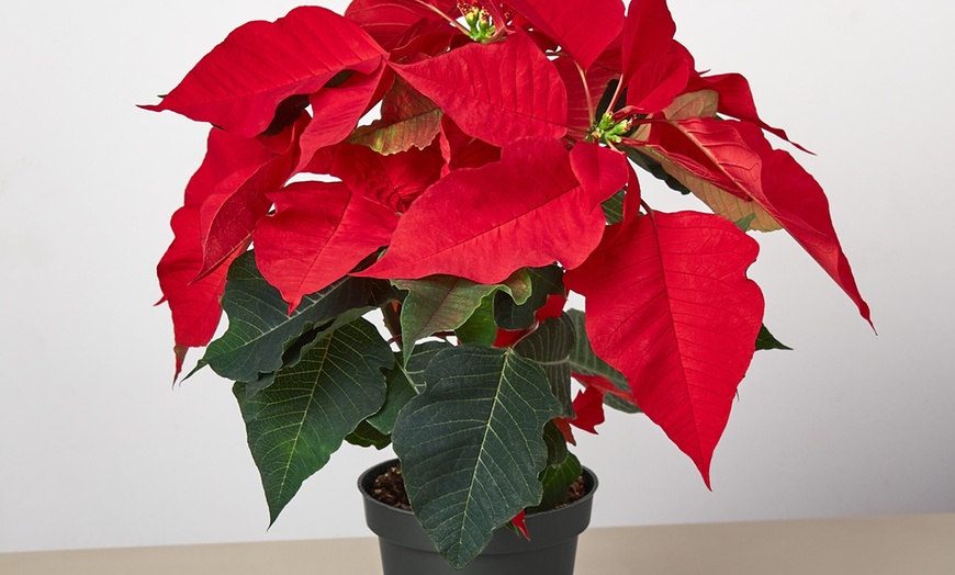 Image 3: 4" and 6" Poinsettia in Red and White with Free Shipping (Up to 10% Off)