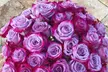 24ct Lavender & Magenta Bi-Color Valentine's Rose Bouquets from Rose Farmers Farm Fresh Roses (Up to 59% Off) - Second Medium