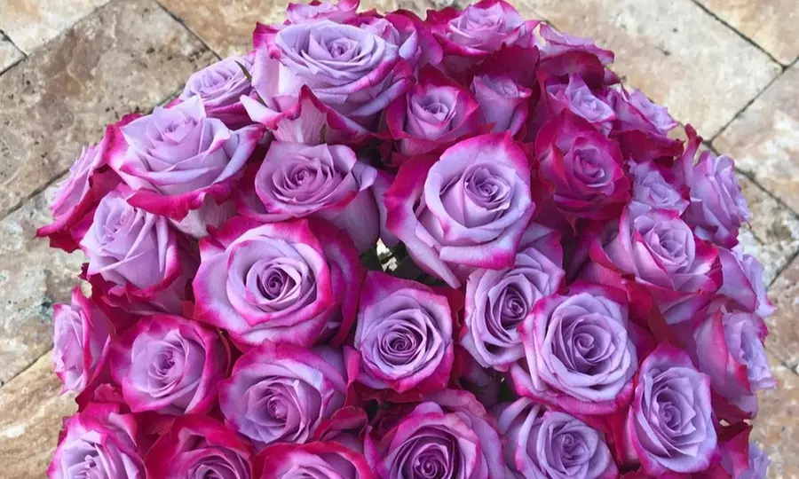 24ct Lavender & Magenta Bi-Color Valentine's Rose Bouquets - Rose Farmers