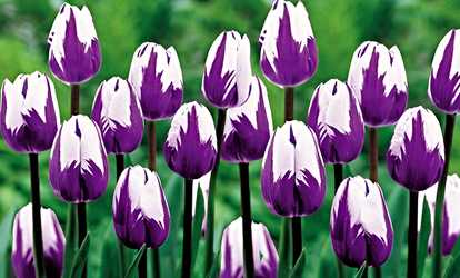 image for Blueberry Swirl Tulip Bulbs (10-, 15-, or 25-Pack)