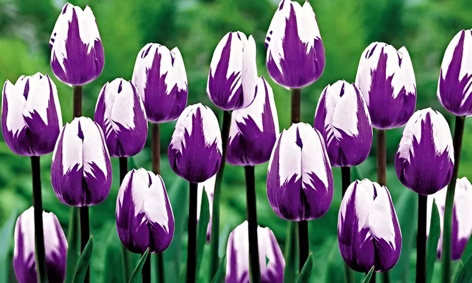 Blueberry Swirl Tulip Bulbs (10-, 15-, or 25-Pack With Bulb Planter) - Primary Image
