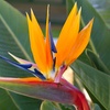 Image 7: Exotic Bird of Paradise Plants + Optional Grey Patio Planter