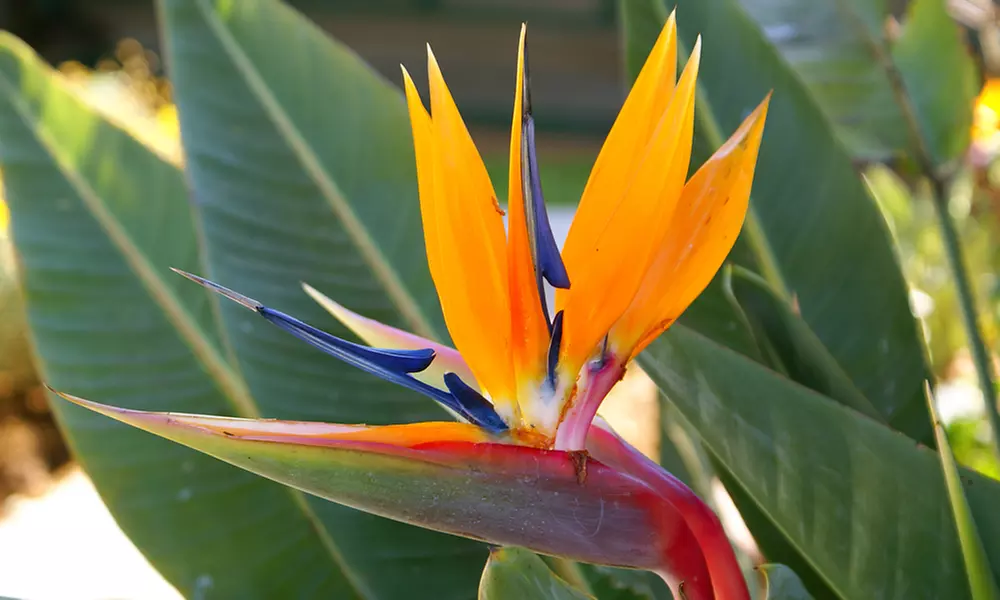 Exotic Bird of Paradise Plants + Optional Grey Patio Planter