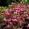 Image 10: Hydrangeas in Quart, 1 Gallon, and 2 Gallon Sizes with Free Shipping (Up to 15% Off)
